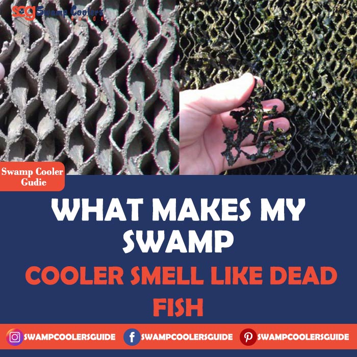 What Makes My Swamp Cooler Smell Like Dead Fish