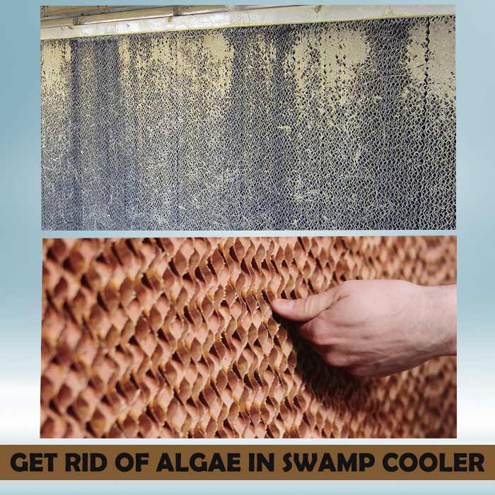How to avoid algae growth in a swamp cooler