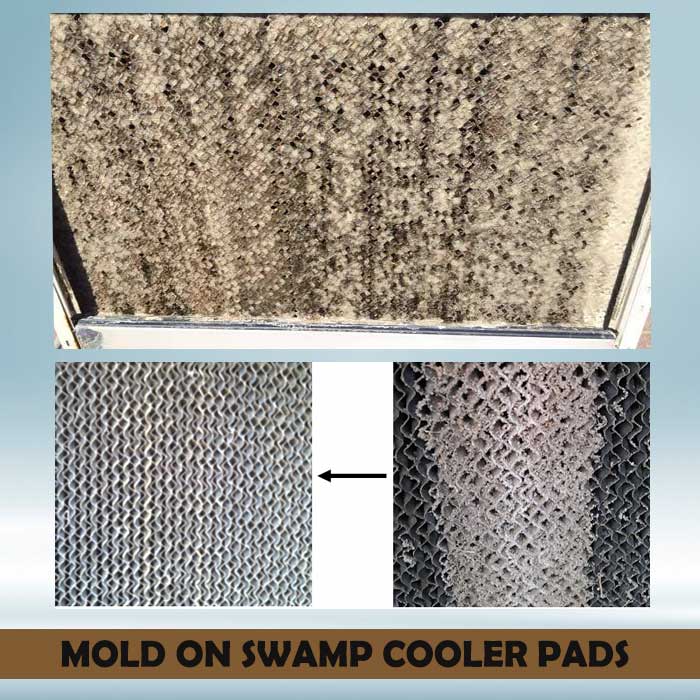 Mold on swamp cooler pads