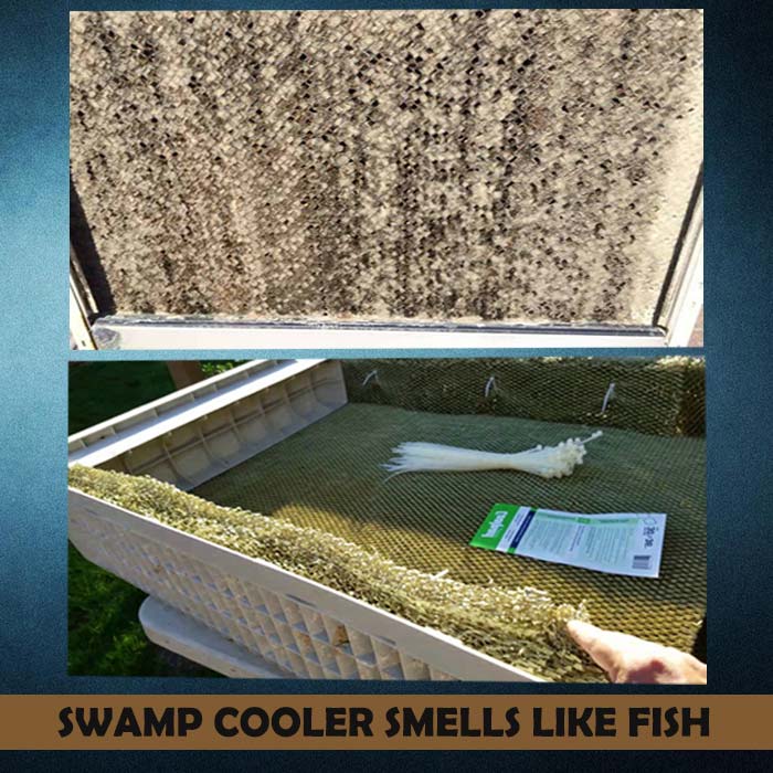 What makes my swamp cooler smell like dead fish